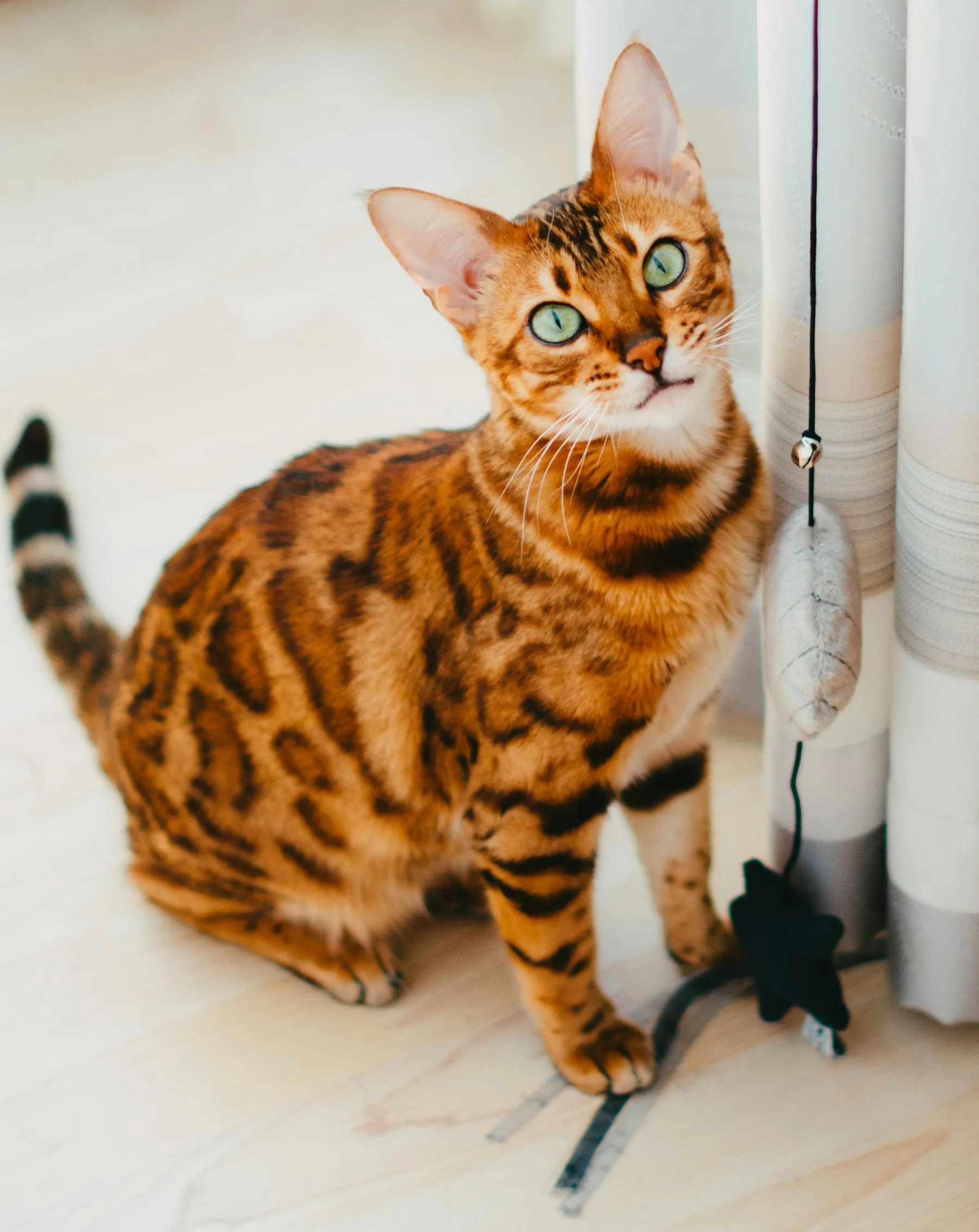 Bengal aux yeux verts jouant près d’un rideau