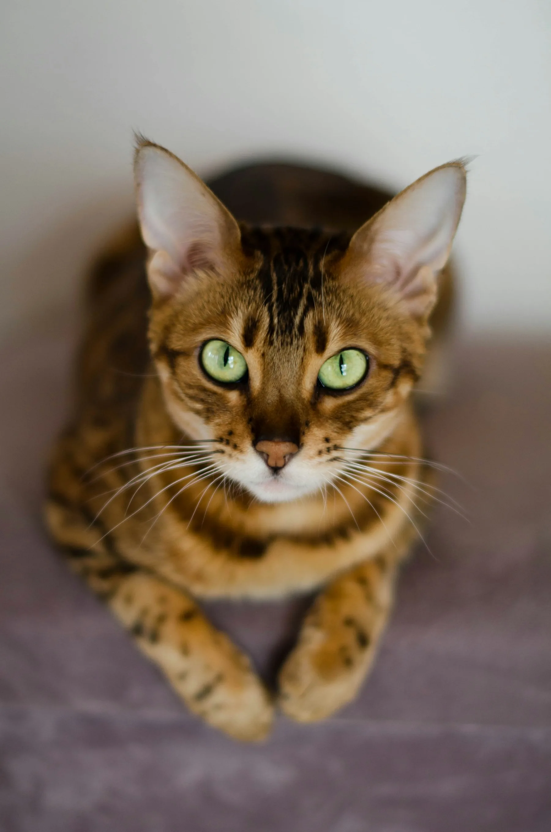 Portrait rapproché d’un Bengal au regard émeraude