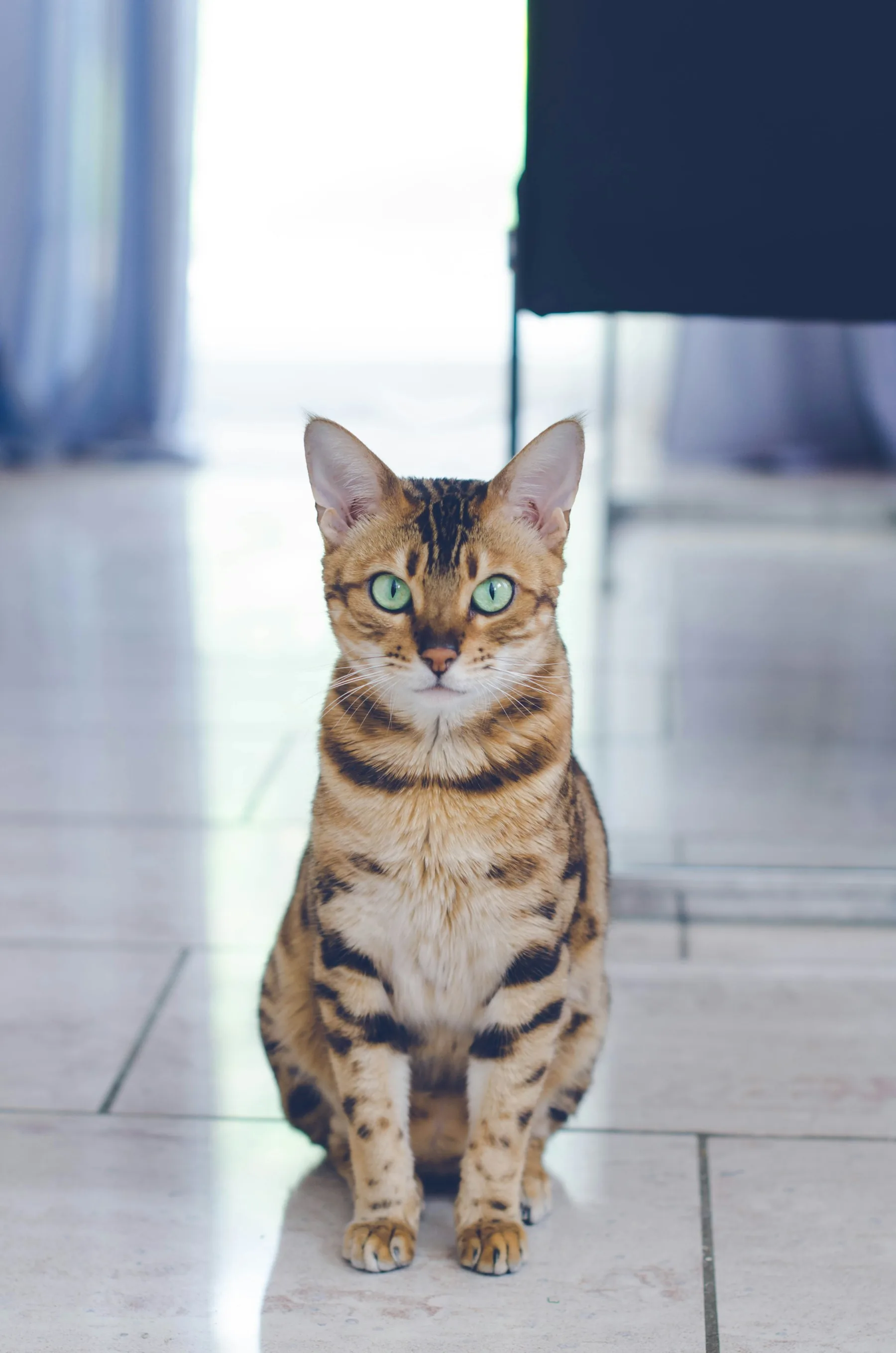 Bengal assis sur un sol clair, posture droite