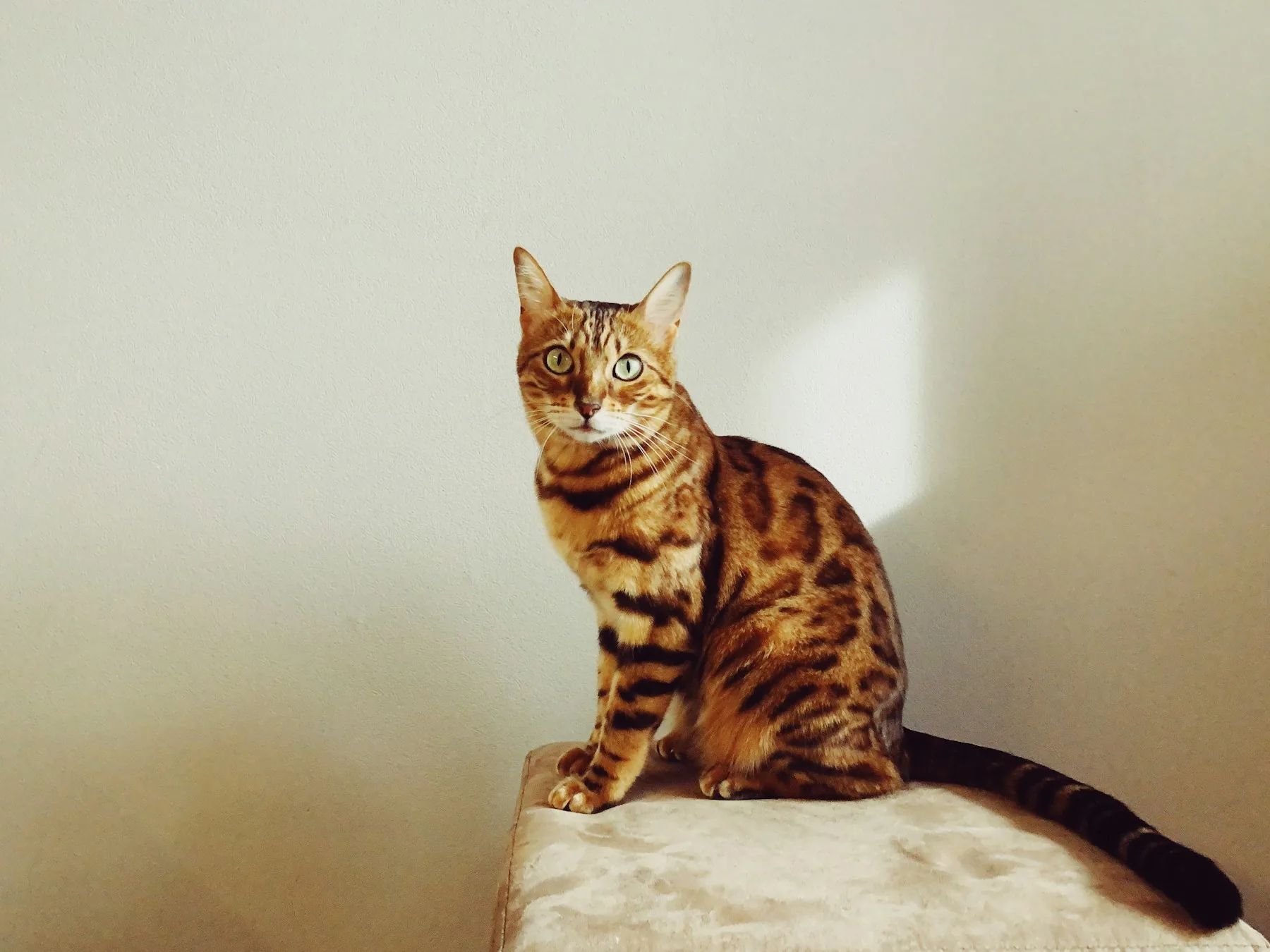 Bengal aux rosettes marquées, assis de profil