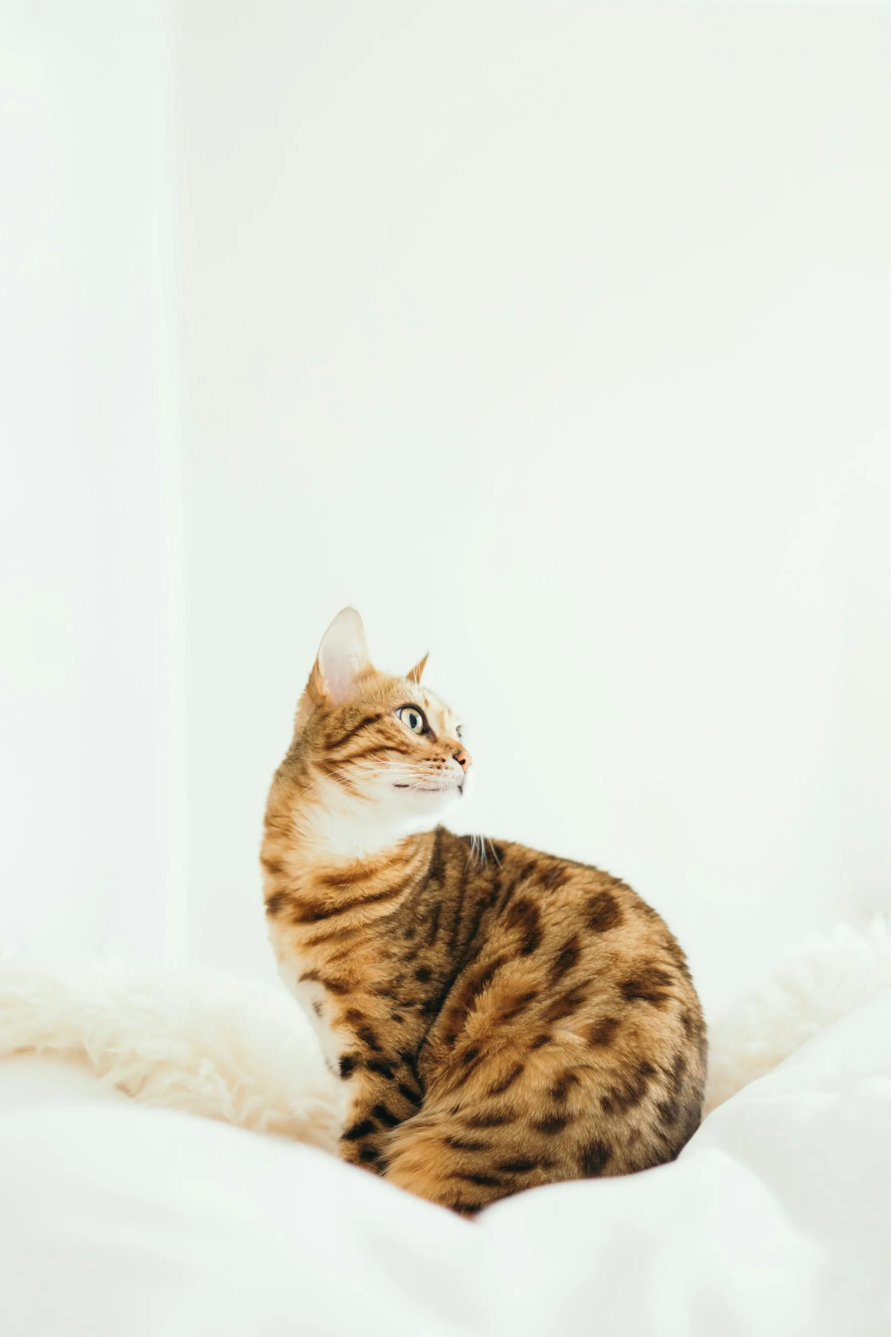 Bengal élégant de profil sur fond clair