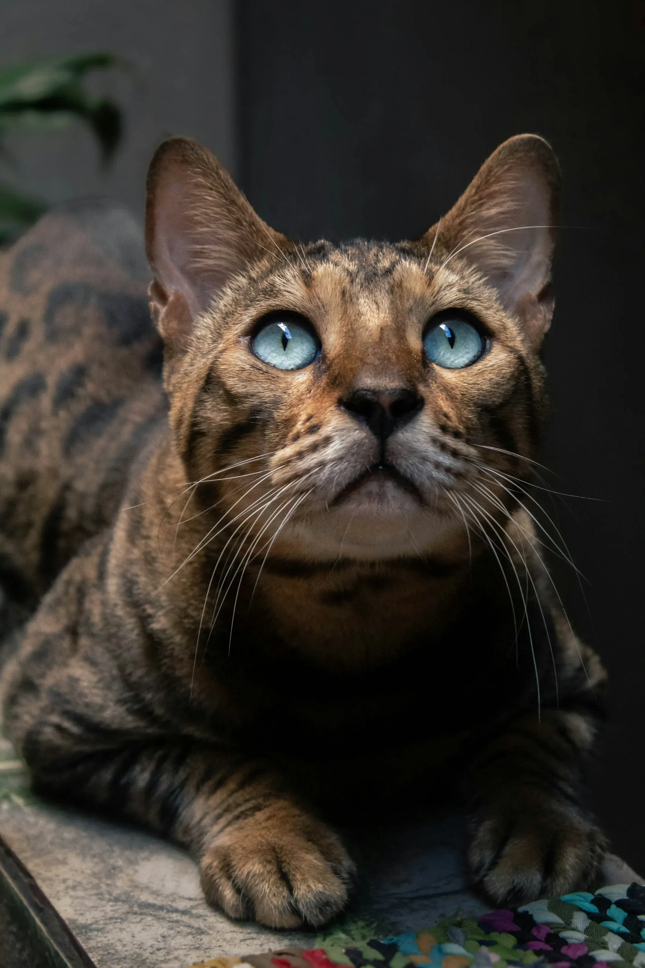 Bengal aux yeux bleus levant le regard dans une lumière tamisée